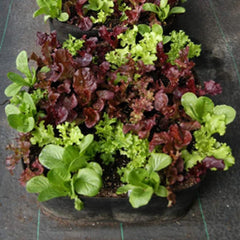 Felt Vegetable Plant Grow Bags Indoor And Outdoor Garden Seedlings